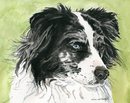 Australian Shepherd 2