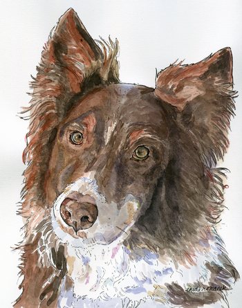 Australian Shepherd 3
