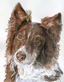 Australian Shepherd 3