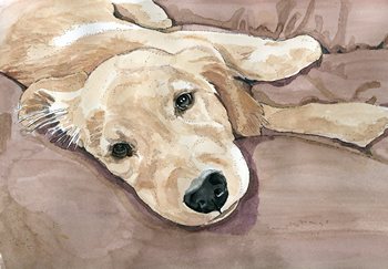 Golden Retriever Puppy