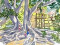 Selby Rain Forest and Banyan Tree